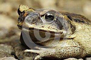 Cane toad