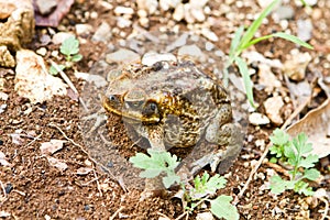 Cane Toad