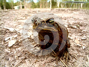 Cane Toad