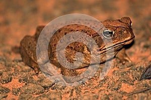 Cane Toad - Australia photo