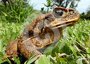 Cane Toad on the big Island