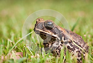 Cane toad (Bufo marinus)
