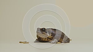 Cane Toad, Bufo marinus, eating larva on a beige background in the studio. Rhinella marina or Poisonous toad yeah of