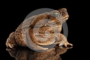 Cane Toad - Bufo marinus, giant neotropical, marine, Black