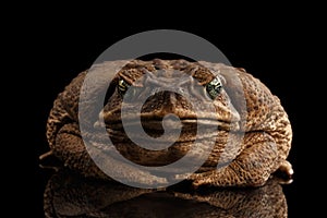 Cane Toad - Bufo marinus, giant neotropical, marine toad Black