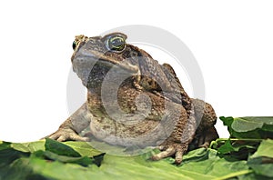 Cane toad.