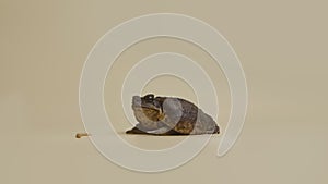 Cane Toad, Bufo marinus, sitting near the larvae on a beige background in the studio. Rhinella marina or Poisonous toad