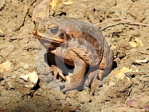 Cane toad.