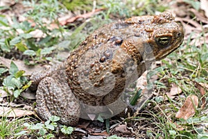 Cane Toad