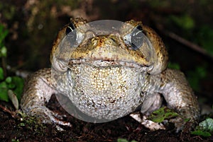 Cane toad in Costa Rica