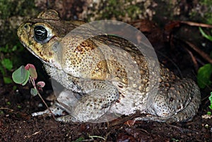 Cane toad in Costa Rica