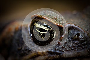 Cane toad eye