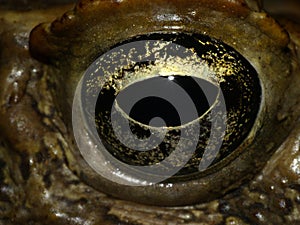 Cane Toad Eye