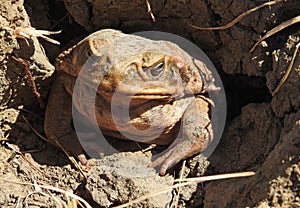 cane toad.