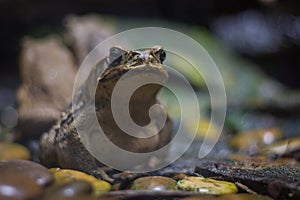 Cane toad giant neotropical toad standing in aquarium in Berlin Germany