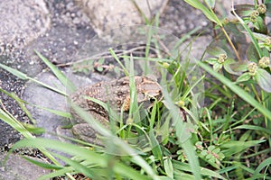Cane Toad Hiding