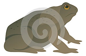 Cane toad isolated, vector illustration of frog.