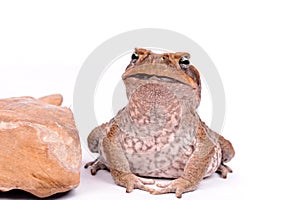 Cane Toad isolated on white background