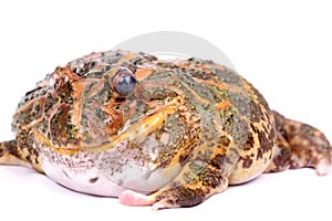 Cane Toad isolated on white background