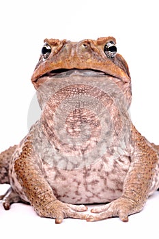 Cane Toad isolated on white background