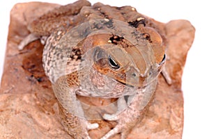 Cane Toad isolated on white background