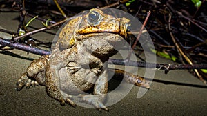 Cane Toad, Marino Ballena National Park, Costa Rica photo