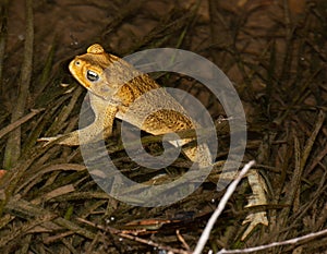 Cane toad at night .