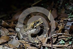 Cane toad in the night