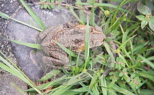 Cane Toad in the Rainforest