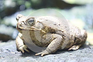 Cane toad     Rhinella marina