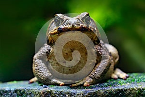 Cane toad, Rhinella marina, big frog from Costa Rica. Face portrait of large amphibian in the nature habitat. Animal in the tropic