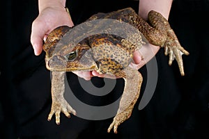 Cane toad / Rhinella marina photo