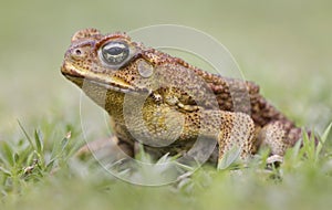 Cane toad side view