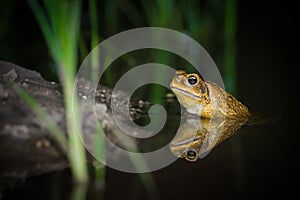 Cane Toad Soaking In Water At Night With Clear Reflection