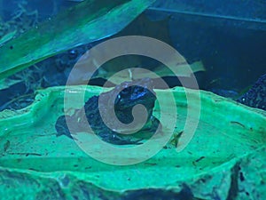 Cane toad in tropical rain forest, siting in the water