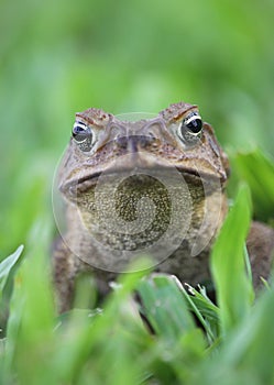 Cane toad vertical