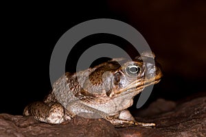 Cane toad +