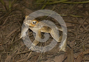 Cane toads at night