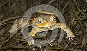 Cane toad at night .