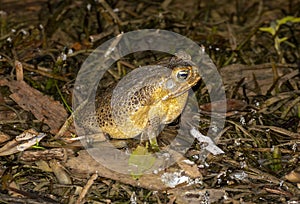 Cane toads at night.