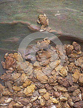 Cane toads trapped one trying to escape