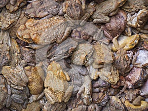 Cane toads trapped together background