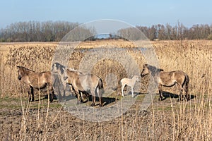 Canebrake with Konik horses in Dutch National Park Oostvaadersplassen