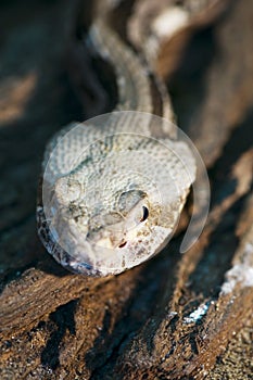 Canebrake rattlesnake photo