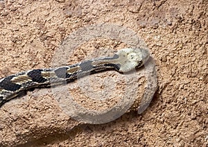 Canebrake Rattlesnake at Rattlers & Reptiles, a small museum in Fort Davis, Texas, owned by Buzz Ross.