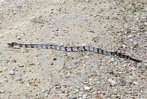 Canebrake Rattlesnake