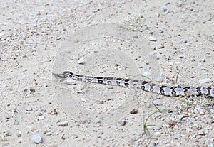 Canebrake Rattlesnake