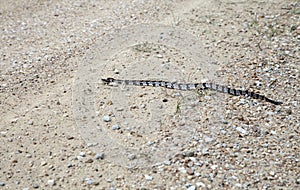 Canebrake Rattlesnake