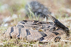 Canebrake Timber Rattlesnake coiled rattling and ready to strike