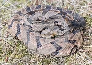 Canebrake Timber Rattlesnake coiled rattling and ready to strike photo